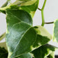 English Ivy Variegated (Small)