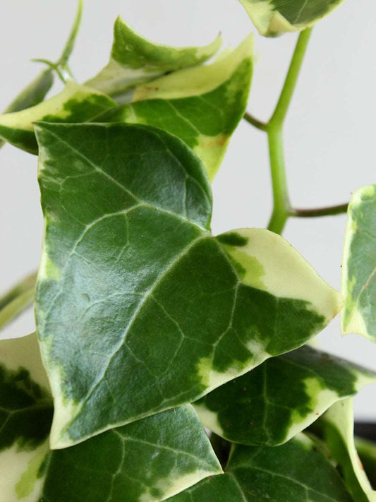 English Ivy Variegated (Medium)