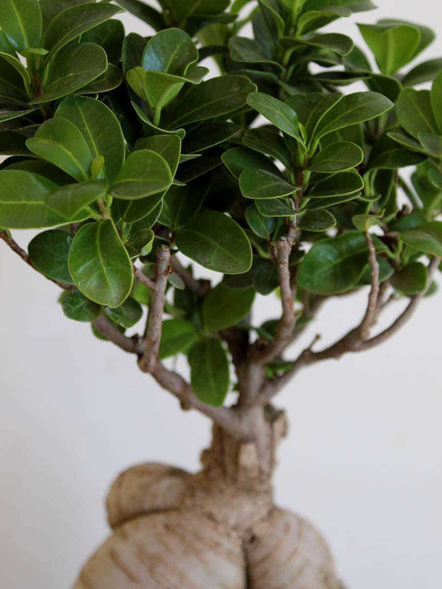 Ficus Bonsai Ginseng (Large)