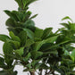 Ficus Bonsai Ginseng (Medium)