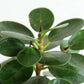Ficus Microcarpa (Medium)