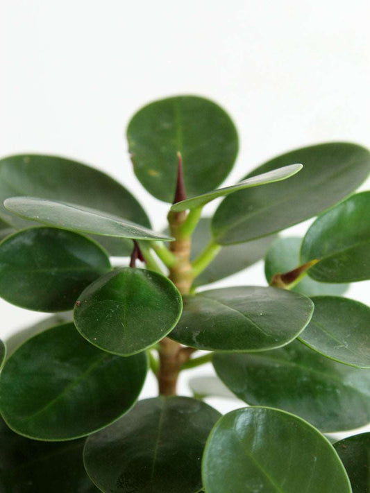 Ficus Microcarpa (Medium)