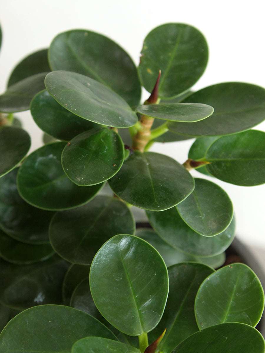 Ficus Microcarpa (Medium)