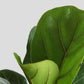Bambino Fiddle Leaf Fig (Large)