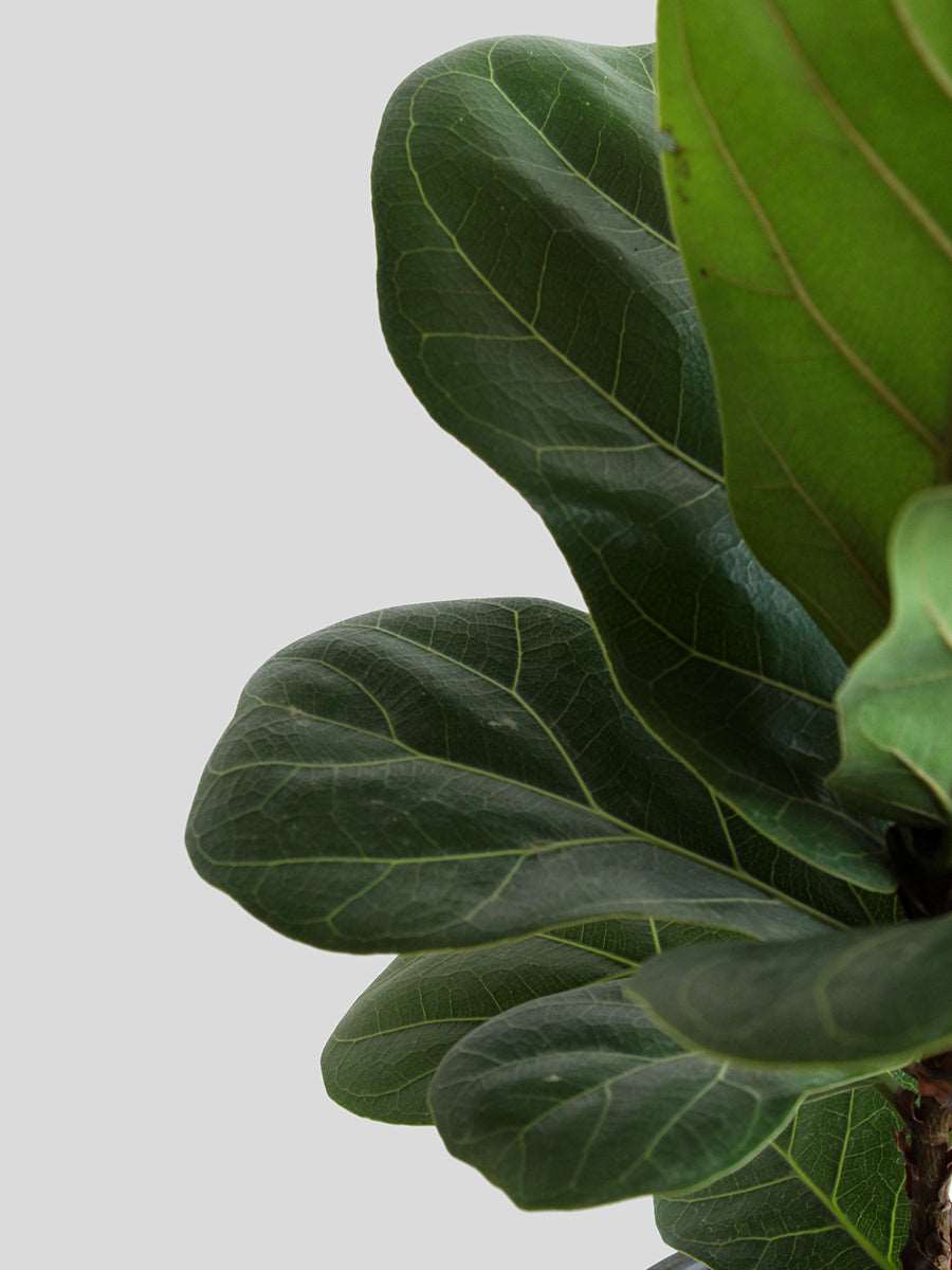 Bambino Fiddle Leaf Fig (Large)
