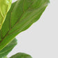 Fiddle Leaf Fig (Large)
