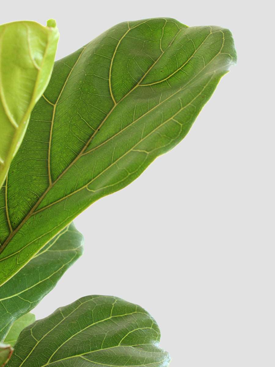 Fiddle Leaf Fig (Large)