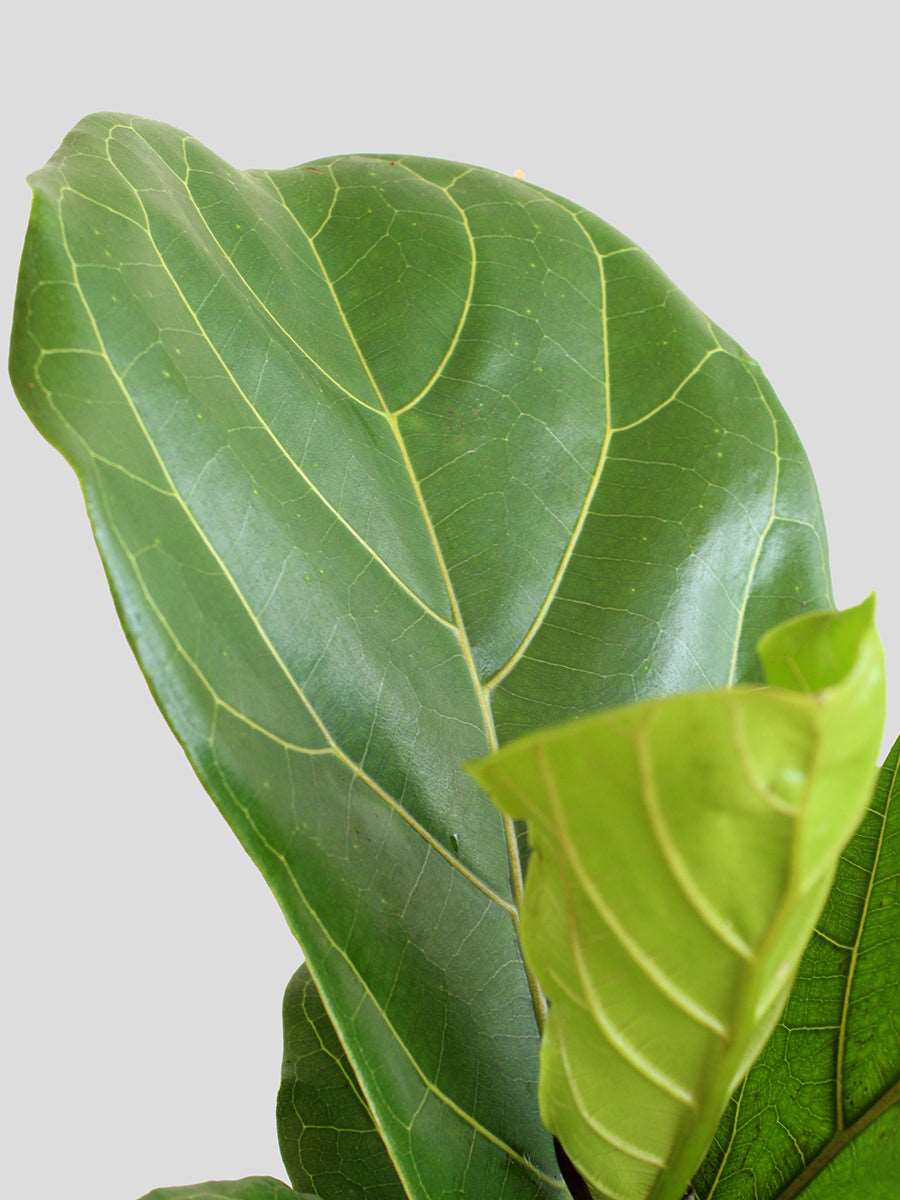 Fiddle Leaf Fig (Large)