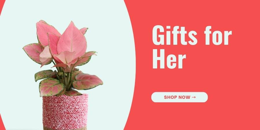 plants for gifting for women