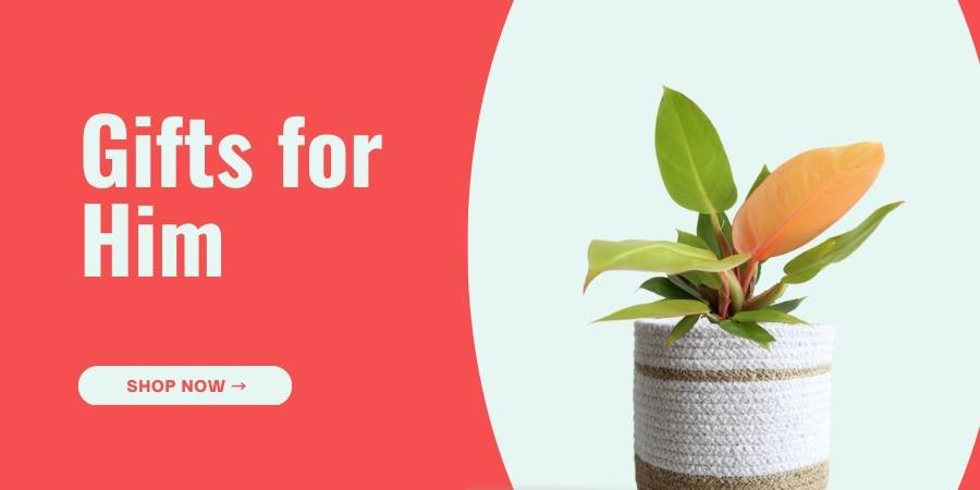 plants for gifting for men