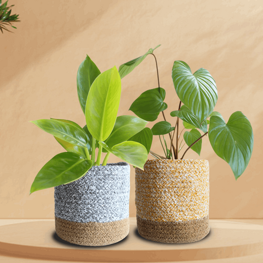 Green Homa Philo Duo