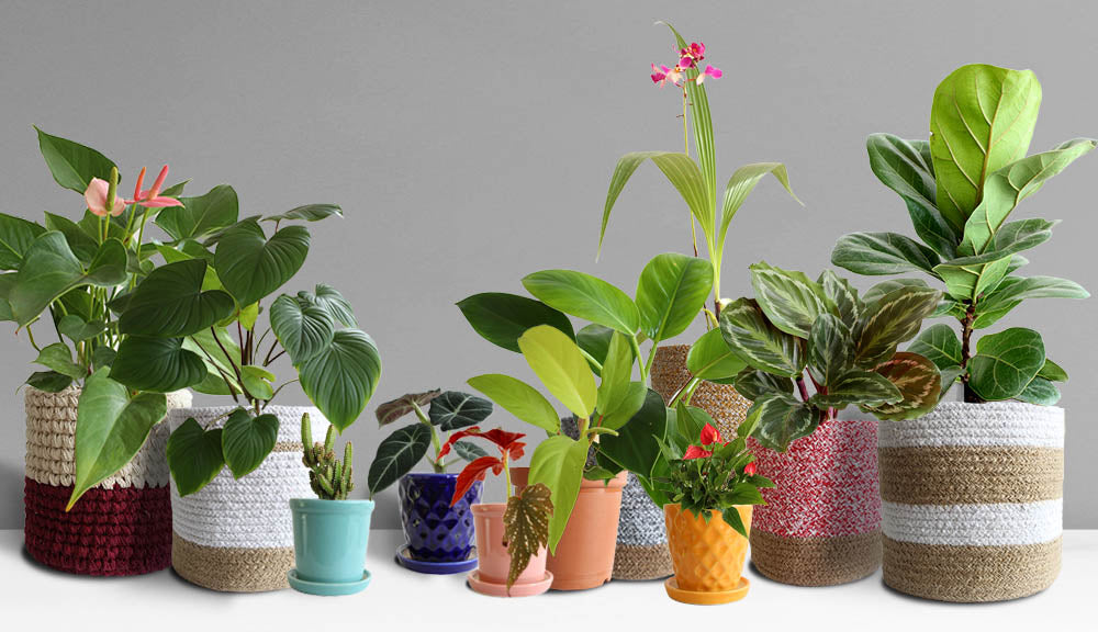 Buy large variety of premium-potted indoor plants online