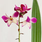 Ground Orchid Purple White (X-Large)