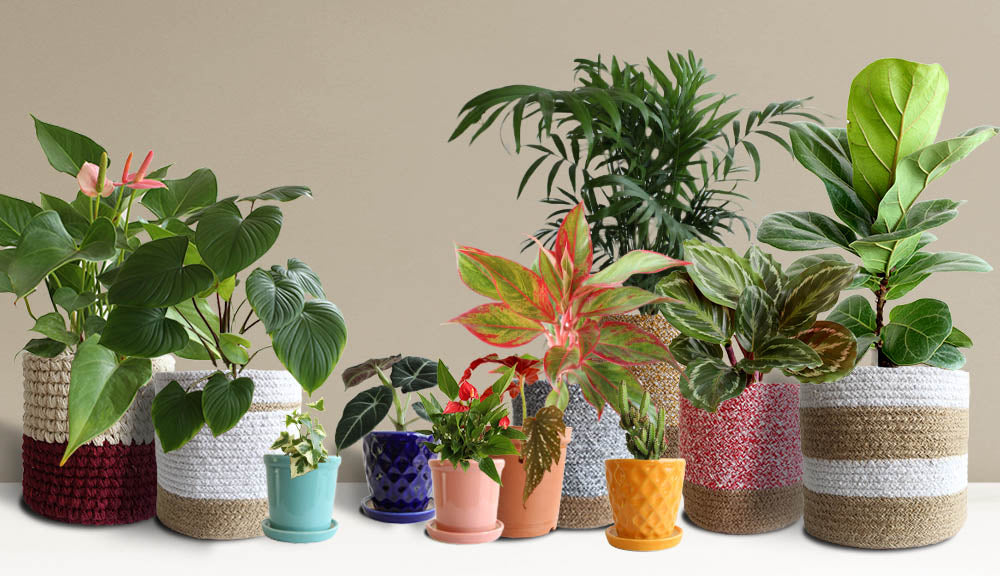 Shop beautiful and healthy indoor plants from Greenkin