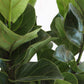 Fiddle Leaf-Fig (X-Large)