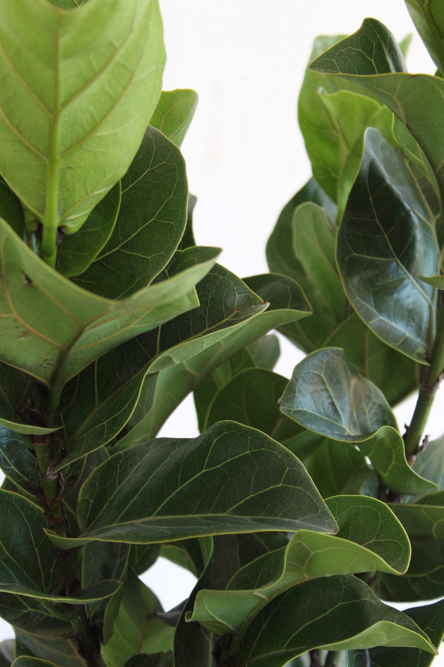 Fiddle Leaf-Fig (X-Large)