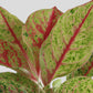 Buy rare indoor plant Aglaonema Harlequin in eco friendly jute pot online 