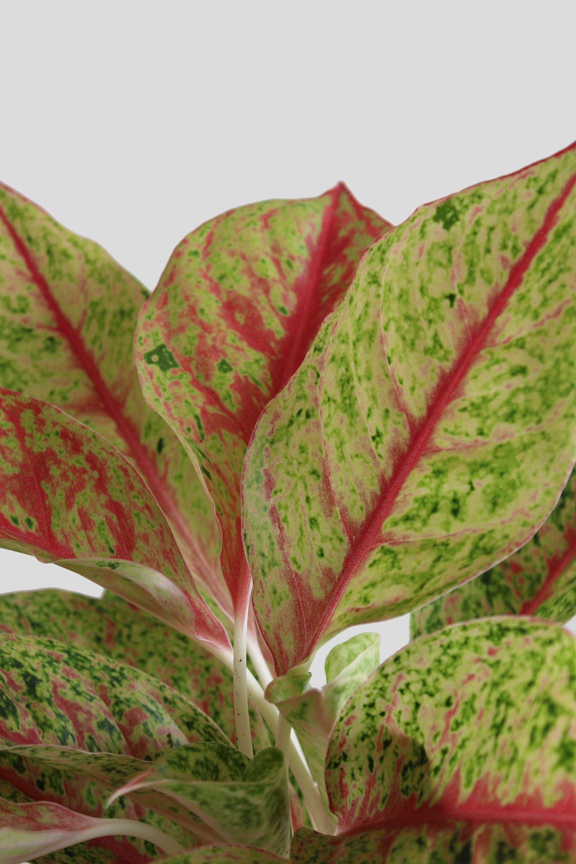 Buy rare indoor plant Aglaonema Harlequin in eco friendly jute pot online 