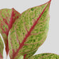 Shop colorful rare indoor plant Aglaonema Harlequin in eco friendly planter in India 