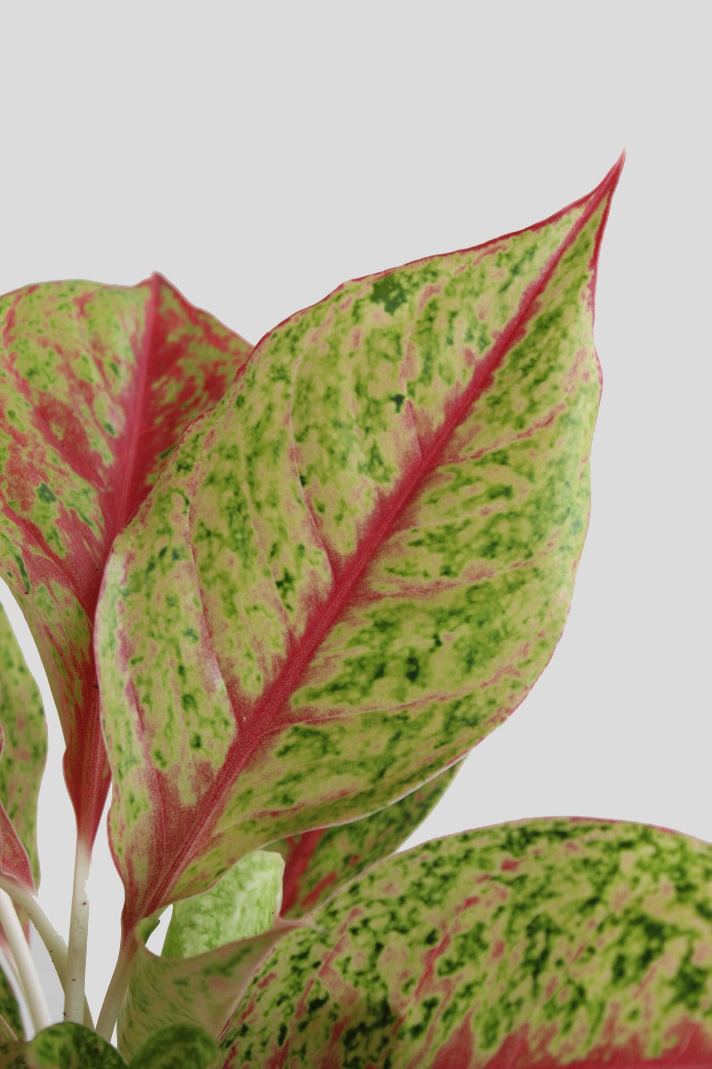 Shop colorful rare indoor plant Aglaonema Harlequin in eco friendly planter in India 