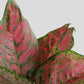 Order eye catching indoor plant Aglaonema lipstick medium in premium pink  pot online