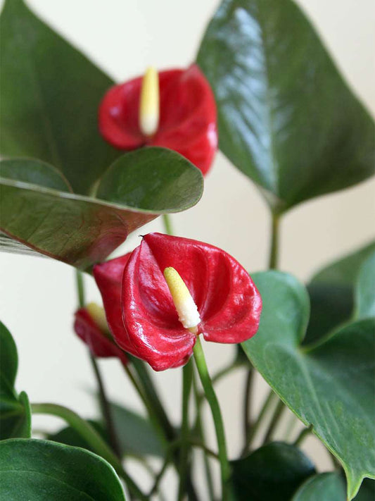 Anthurium Mini Red (Medium)