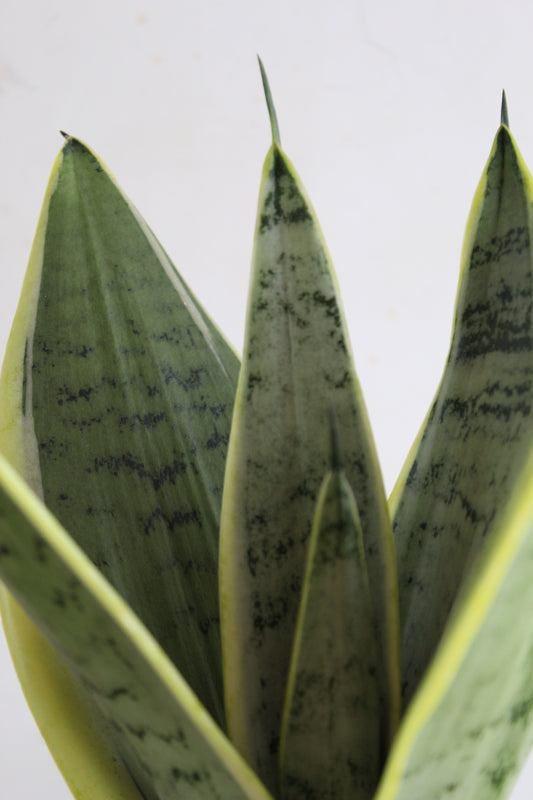 Precious Snake Plants Duo