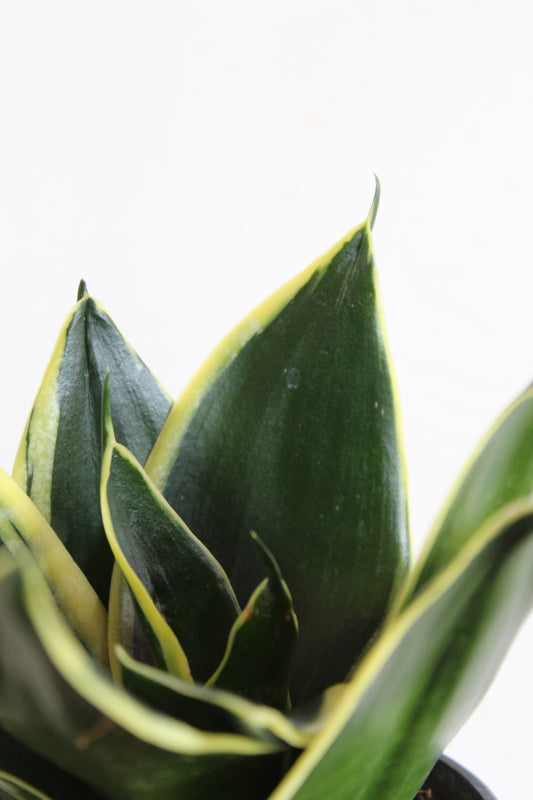 Lotus Snake Plants Duo