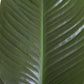 Peace Lily (X-Large)