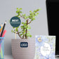 Jade Plant Sustainable Corporate Gift Plants in Eco Series Pots