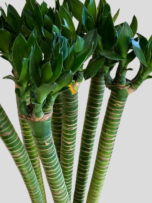 Buy Lotus Bamboo Plant Sticks Online