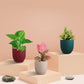 Money Attracting Plants Combo (Small)