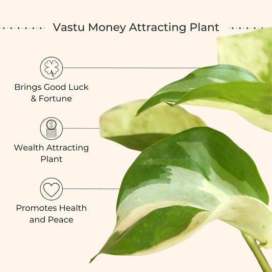 Money Plant Manjula (Small) in Eco Pot