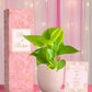 marriage gifts good luck money plant in eco pot