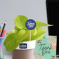 Good Luck Plants for Bulk Corporate Gifting