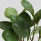 Baby Rubber Plant Green (Medium)