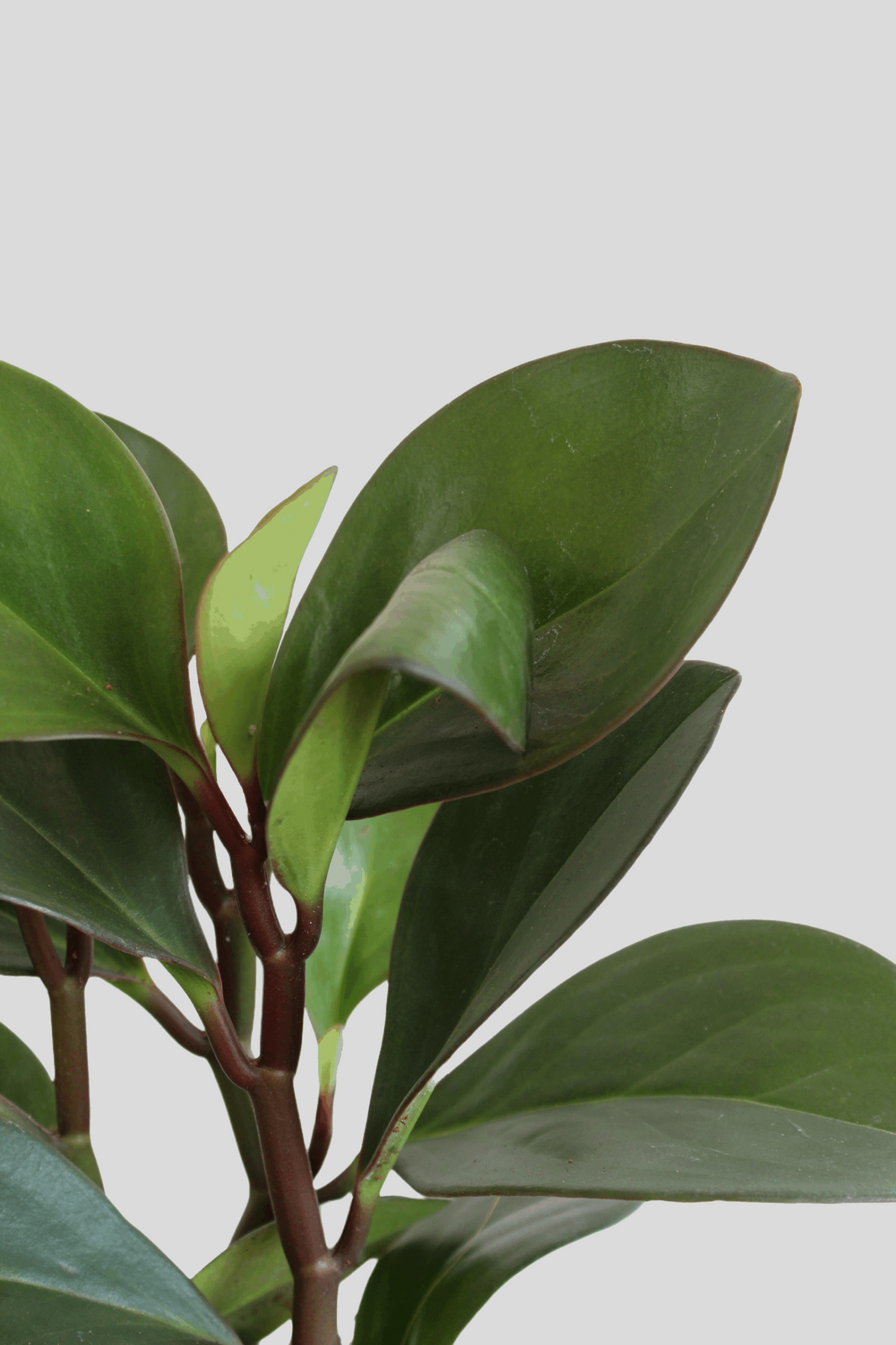 Plants for Office Buy Office Desk Plants Online Greenkin