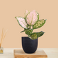 Aglaonema Pink Valentine (Small) in Eco Pot