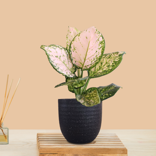 Aglaonema Pink Valentine (Small) in Eco Pot