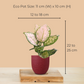 Aglaonema Pink Valentine (Small) in Eco Pot