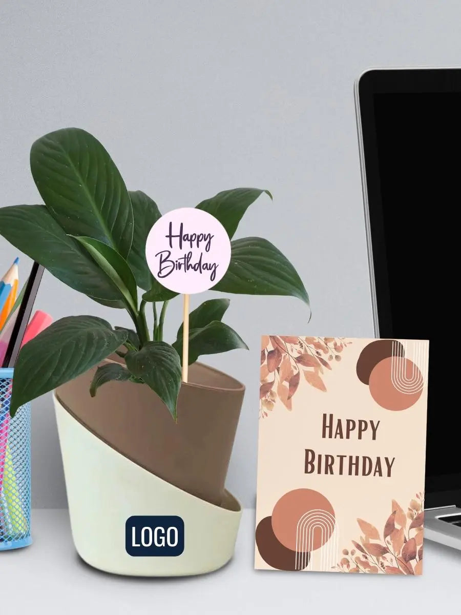 Send Happy Birthday Jade Plant Combo Online - GAL19-94047 | Giftalove
