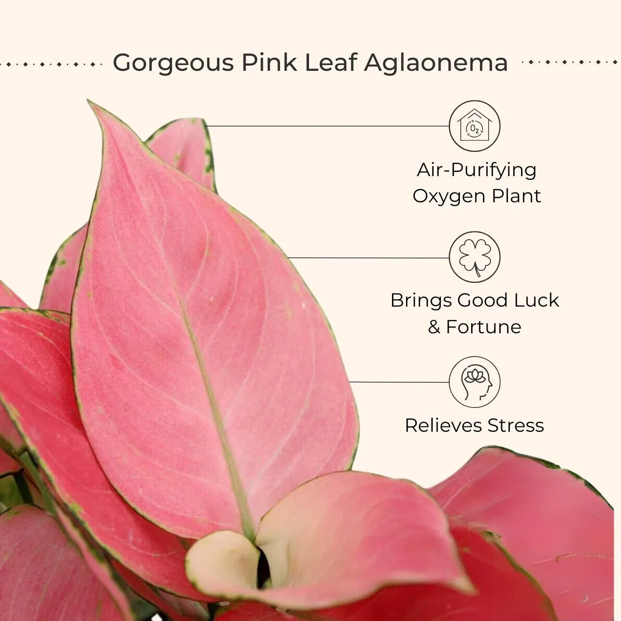 aglaonema medicinal uses Colorful Aglaonema Combo (Small) – Greenkin