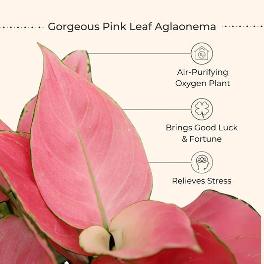 Easy-Care Air-Purifying Indoor Plants Combo (Small)