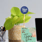 Money Plant Sustainable Corporate Gift Plants for Clients