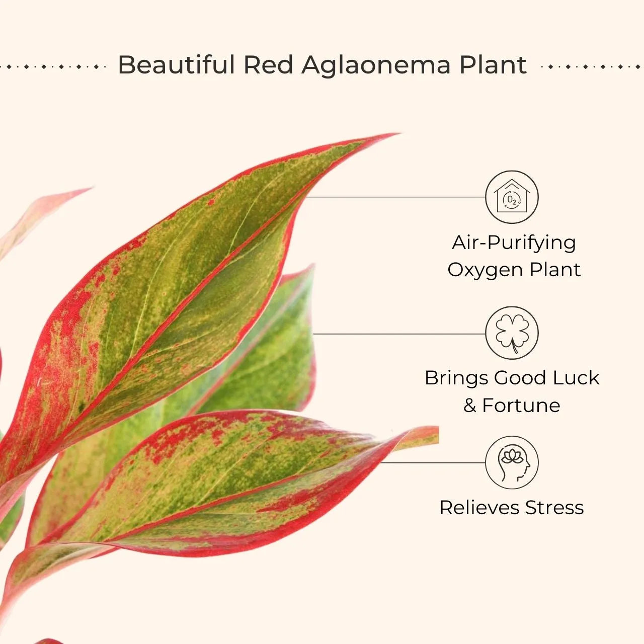 aglaonema plant benefits Aglaonema Red Lipstick (Small) in Eco Pot – Greenkin