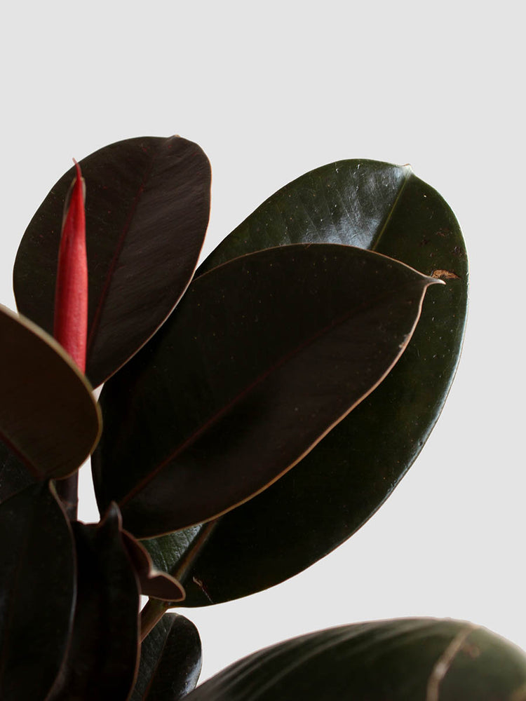 Rubber Plant Burgundy (Large) Greenkin