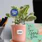 Baby Rubber Plant in Ceramic Pot - Corporate Gift