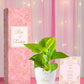 wedding invitation gift adorable money plant