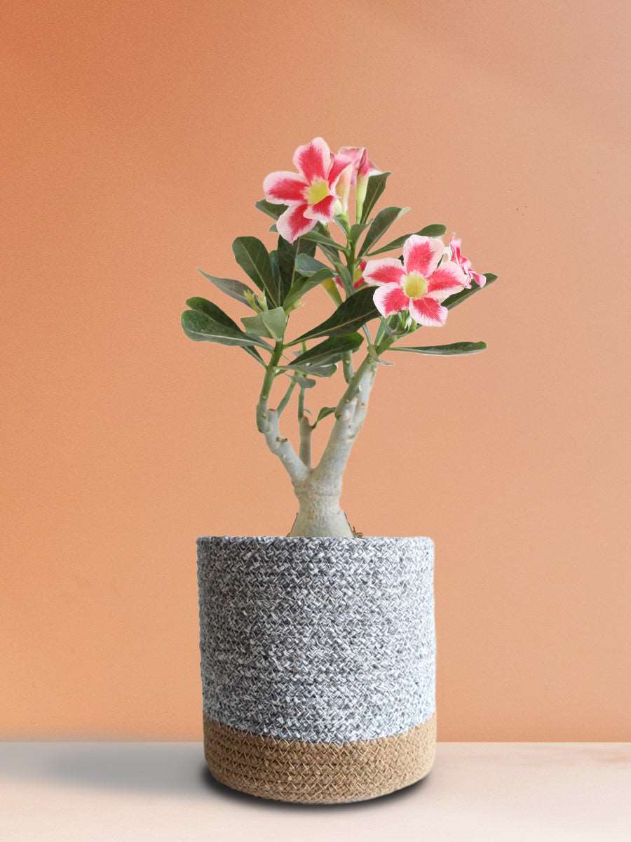 Buy Desert Rose Online in Eco-friendly Grey Pot