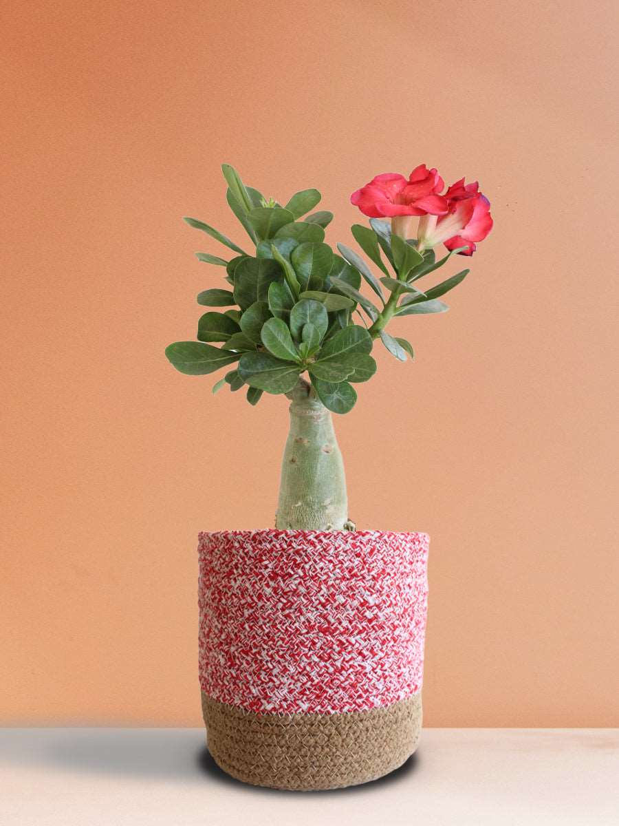 Buy Indoor Flowering plant Online in Premium Indoor Pot